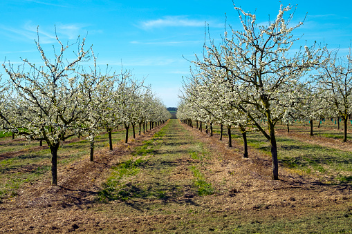 Abundant spring blossom in manicured plum tree orchards in the Lot near Villeneuve-sur-Lot, Lot-et-Garonne, France. The area around Agen in South West France is well known for plum production.