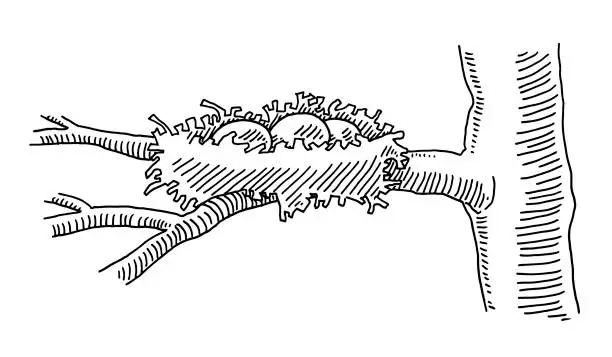 Vector illustration of Birds Nest Tree Branch Drawing