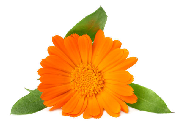istock marigold flowers with green leaf isolated on white background. calendula flower. 1072445232