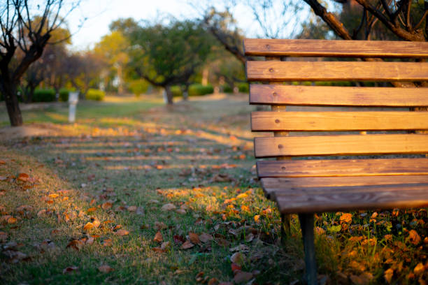 park bench on lawn at sunset