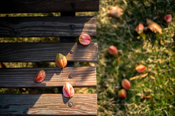 dried autumn leaves on park bench
