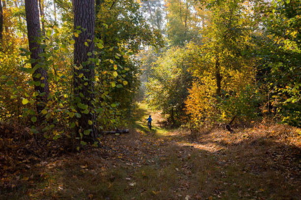 Father and two sons biking through colorfull old forest.