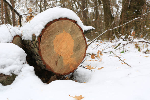 istock Wooden log in winter time under snow 1072460170