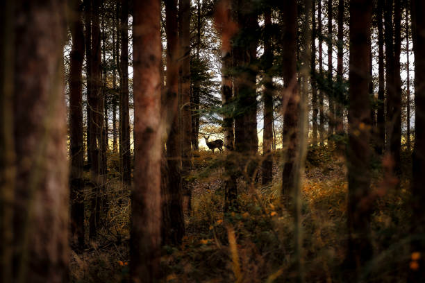 Doe through the trees Doe spotted in the tree-line in Oustely Woods, Wooten Wawen, Warwickshire, Staring back at me. doe deer silhouette stock pictures, royalty-free photos & images