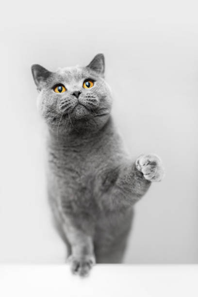 istock Cute grey cat raising his paw, playing. 1072461972