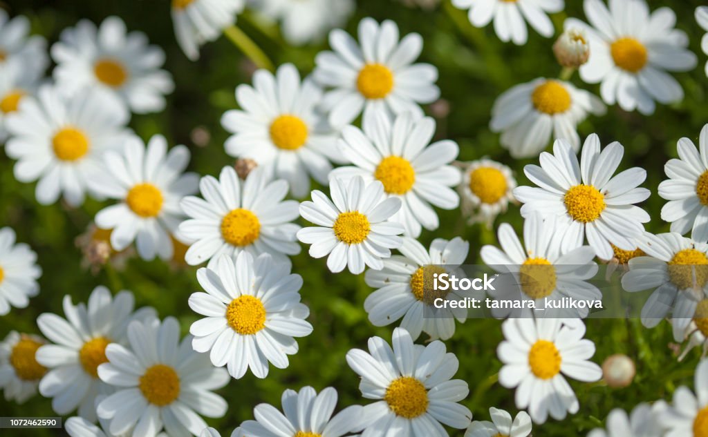 flora van Gran Canaria - bloei marguerite daisy - Royalty-free Struikmargriet Stockfoto