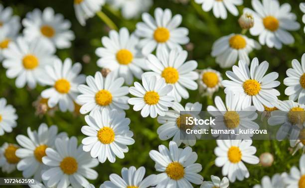 Flora Of Gran Canaria Flowering Marguerite Daisy Stock Photo - Download Image Now