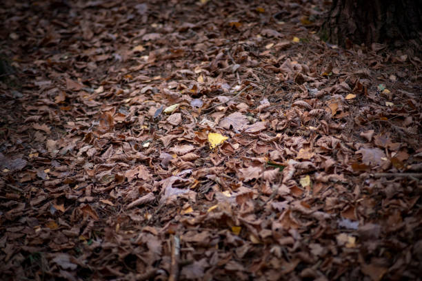 A Yellow leaf stands predominant amongst the fallen decaying leaves. Oustely Woods, Wooten Wawen, Warwickshire