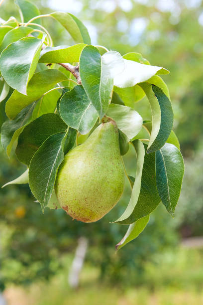 istock Shiny delicious pears hanging from a tree branch in the orchard. 1072465164