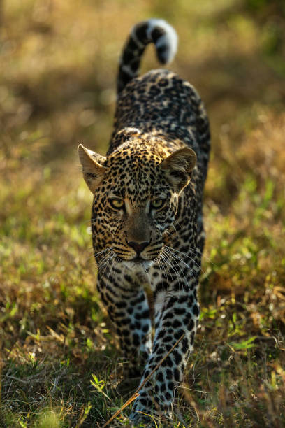 istock Portrait of leopard in Kenya 1072470760