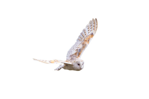 飛行翼を広げたとメンフクロウ - barn owl ストックフォトと画像