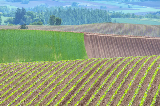 istock Hokkaido in Summer 1072473250