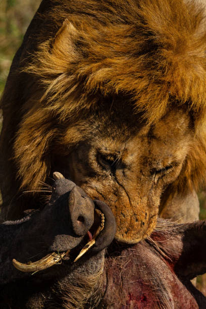 istock lion is hunting in savannah 1072474642