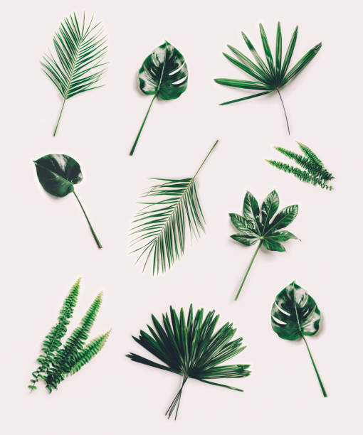 istock Set of different tropical leaves on white background. 1072475712