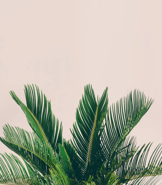 istock Leaves of tropical plant on light background. 1072475818