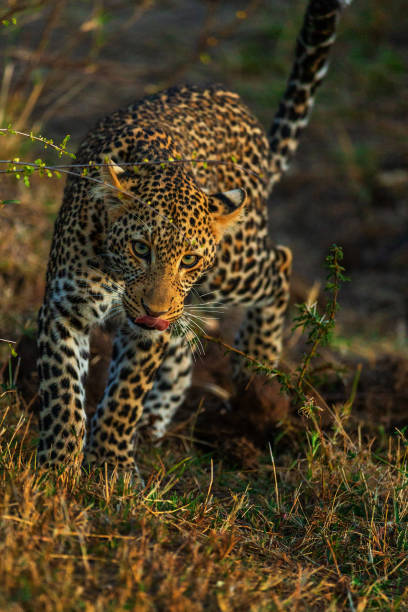 istock Portrait of leopard in Kenya 1072476036