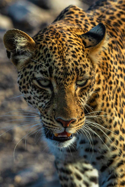 istock Portrait of leopard in Kenya 1072477124
