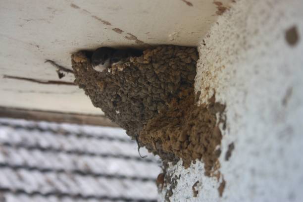 istock House Martin Nest With Fledgling 1072477322