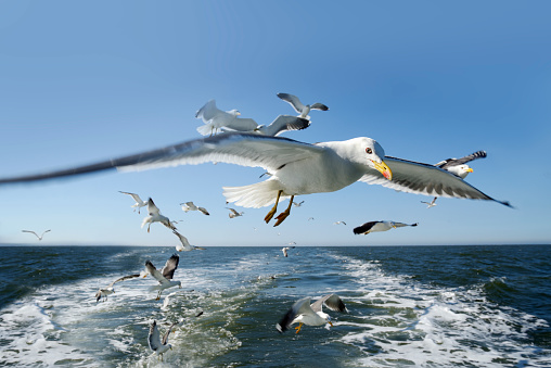 Flock of flying seagulls, looking at camera. German North Sea near Langeoog Island under clear blue sky. East Frisia, Lower Saxony, Germany, Europe.