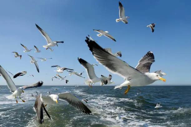 Photo of Flock of flying seagulls