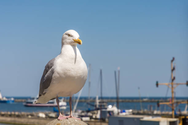 istock Seagull with harbor in the background 1072479882