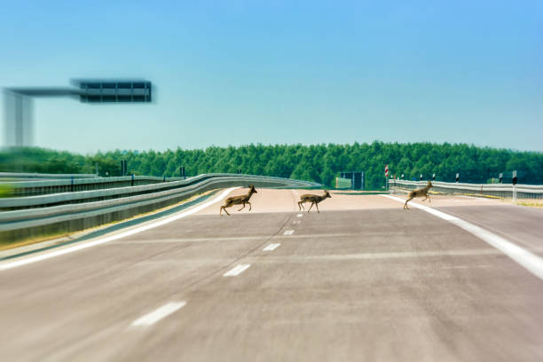 cervi in corsa su un'autostrada vuota - capriolo foto e immagini stock