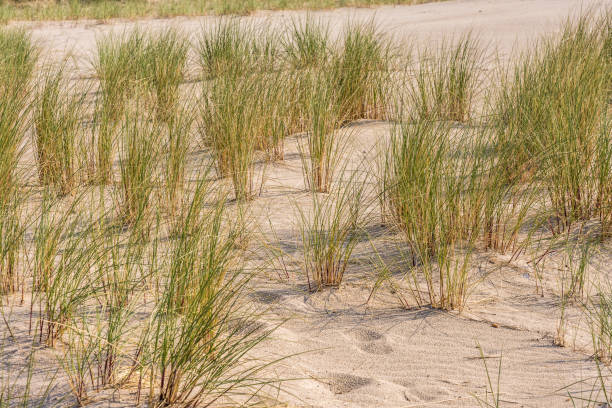 istock Baltic Sea beach with beach grass 1072479932