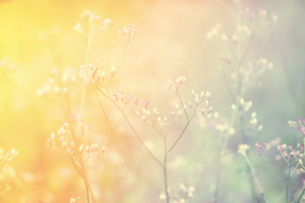 istock Soft focus Grass Flower autumn nature background 1072483218