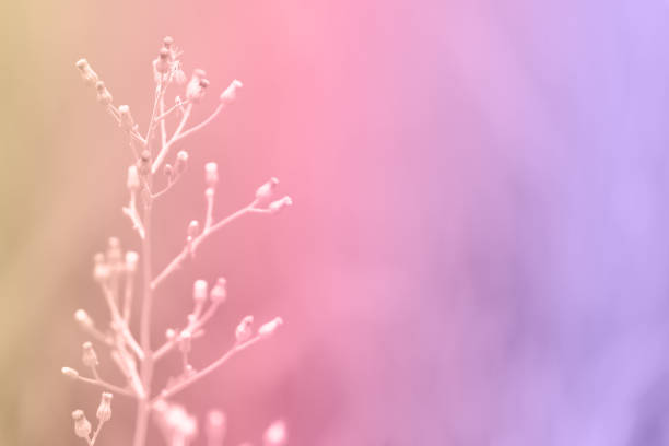 istock Soft focus Grass Flower   spring ,summer ,autumn nature wallpaper background 1072483288