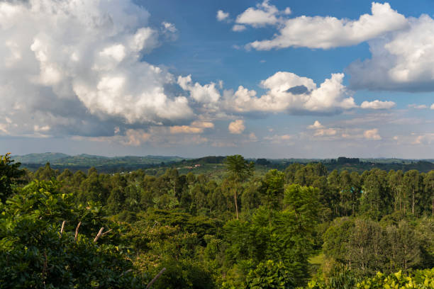 istock A landscape from Mabira Forest 1072483954