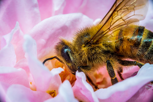 Macro shot of a bee busy foraging for pollen and nectar in a fully blossomed flower.