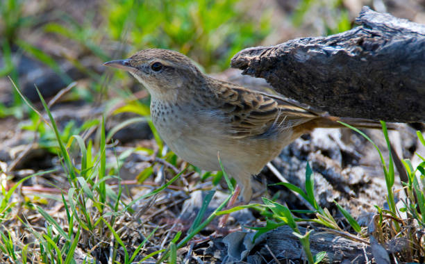 istock Birds Of Sundown National Park 1072487608