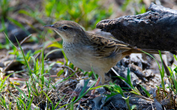 istock Birds Of Sundown National Park 1072487662