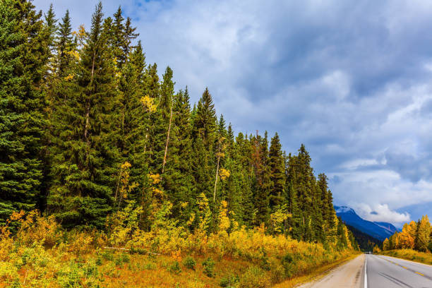 istock The highway passes among forests 1072488438