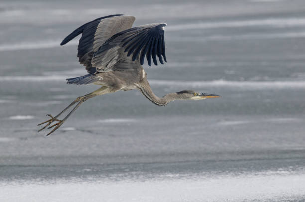 istock Gray heron in winter (Ardea cinerea) 1072488474