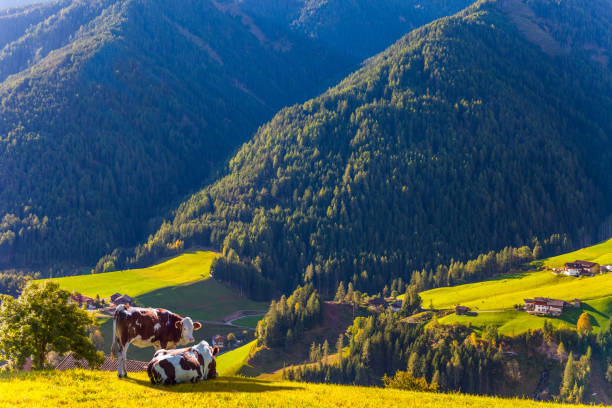 istock Cows graze on the green slopes 1072488478