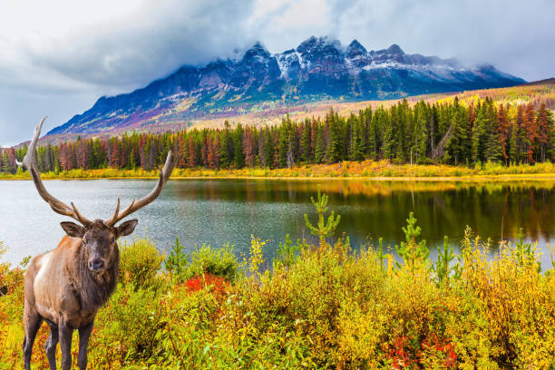 istock Gorgeous deer with horns 1072488484
