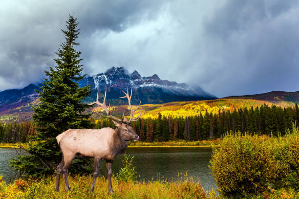 istock Gorgeous deer with horns grazing in forests 1072488504