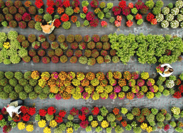istock Flower field from above 1072493266