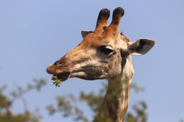 istock Giraffe in the African wild 1072495866
