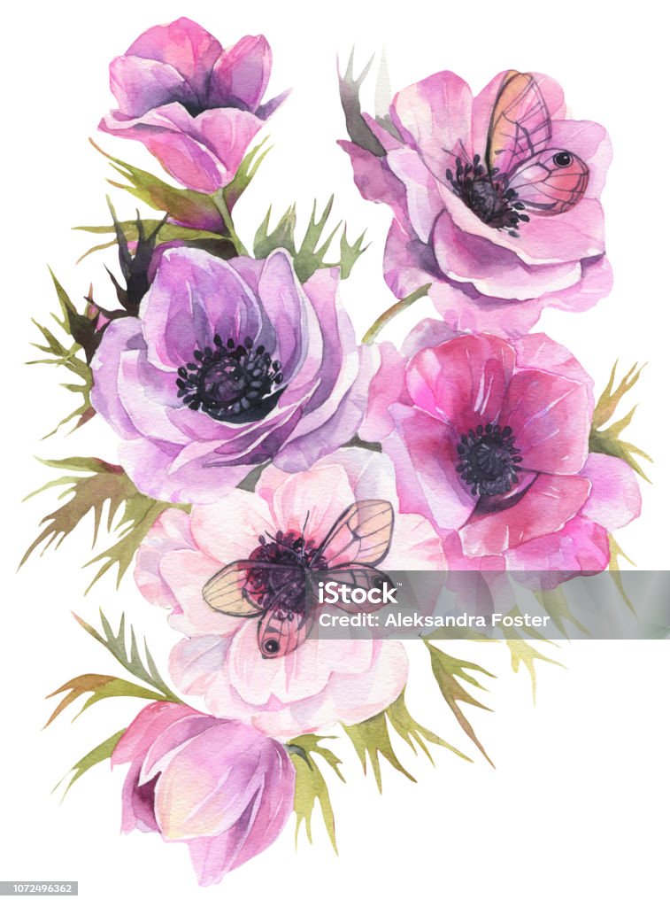 Hand drawn watercolor flowers. Tender bouquet with anemones and butterflies. Fine art painting. Hand drawn watercolor art illustration. Anemone Flower stock illustration