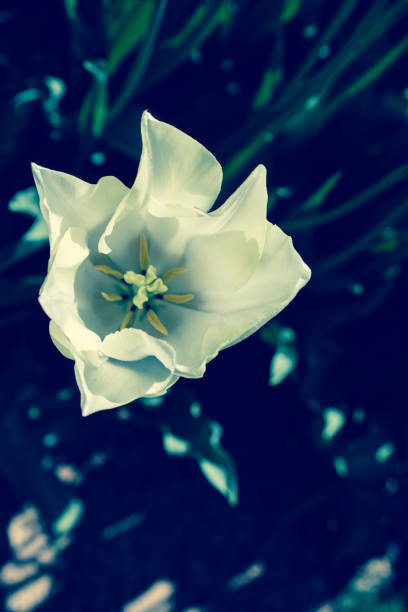 istock Beautiful tulips flower in tulip field in spring 1072502128