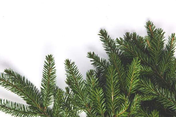 istock Fir branches on a white background. Christmas decorations 1072505728