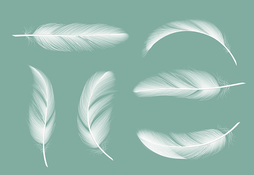 Feathers collection. Flying furry of goose vector realistic pictures isolated on transparent background. Feather of bird, quill or plume illustration