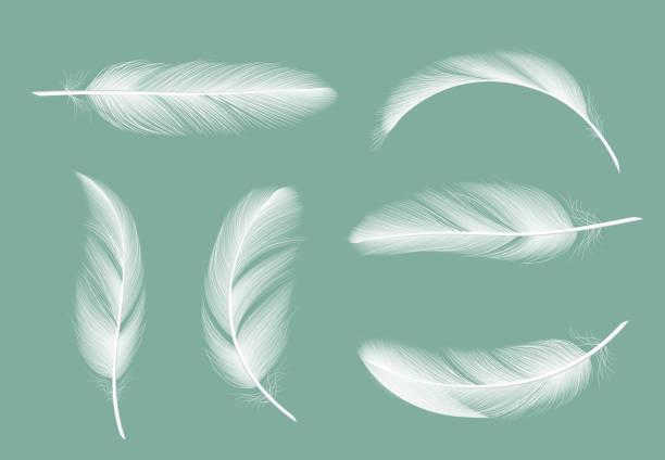Feathers collection. Flying furry of goose vector realistic pictures isolated on transparent background Feathers collection. Flying furry of goose vector realistic pictures isolated on transparent background. Feather of bird, quill or plume illustration feather stock illustrations