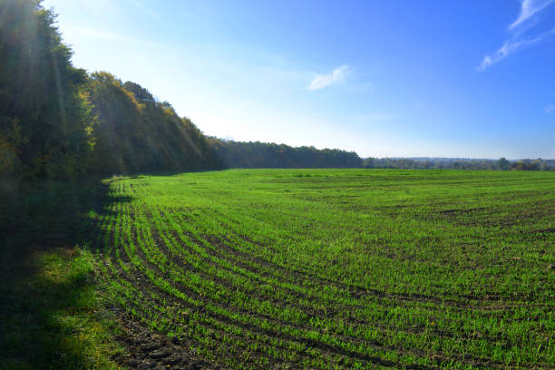 istock wheat agriculture field on the farm 1072509540