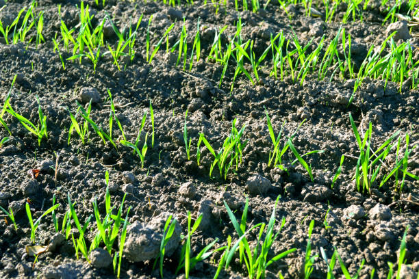 istock wheat agriculture field on the farm 1072509542