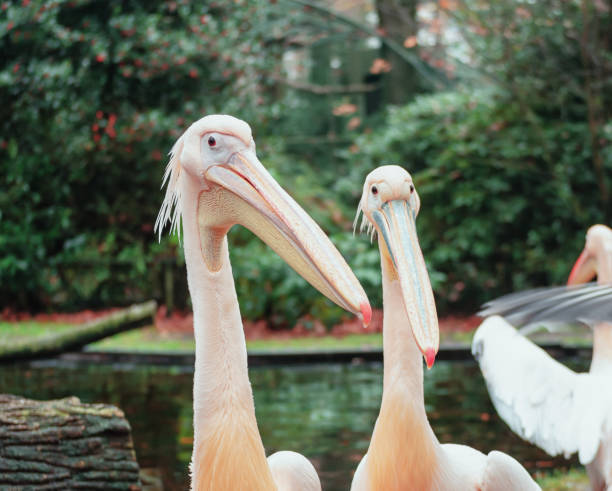 istock Group of pelicans on the edge of a puddle 1072509614