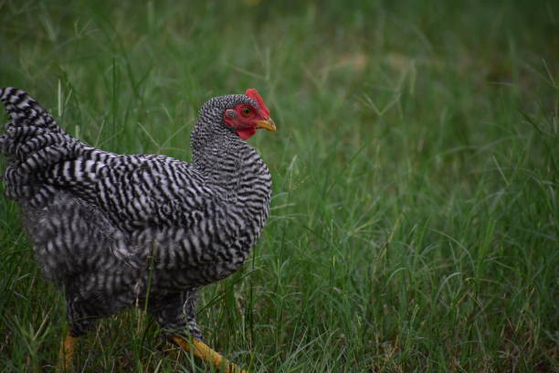gallo que van gratis blanco y negro - barred plymouth rock chicken fotografías e imágenes de stock