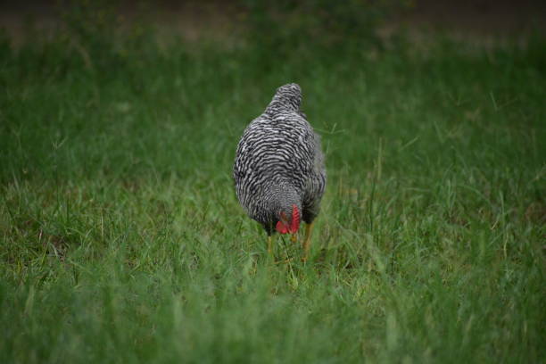 gallo que van gratis blanco y negro - barred plymouth rock chicken fotografías e imágenes de stock